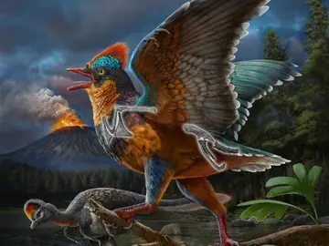 Reconstrucción del ave jurásica Baminornis zhenghensis Reconstrucción del ave jurásica Baminornis zhenghensis