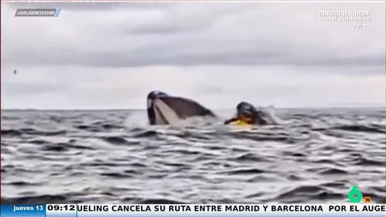 Las impactantes imágenes del momento en el que una ballena se traga y escupe a un hombre en kayak Las impactantes imágenes del momento en el que una ballena se traga y escupe a un hombre en kayak