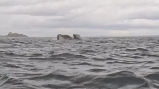 Habla el hombre engullido por una ballena: "Pensé que me había comido" Habla el hombre engullido por una ballena: "Pensé que me había comido"