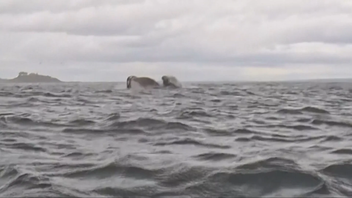Habla el hombre engullido por una ballena: "Pensé que me había comido" Habla el hombre engullido por una ballena: "Pensé que me había comido"