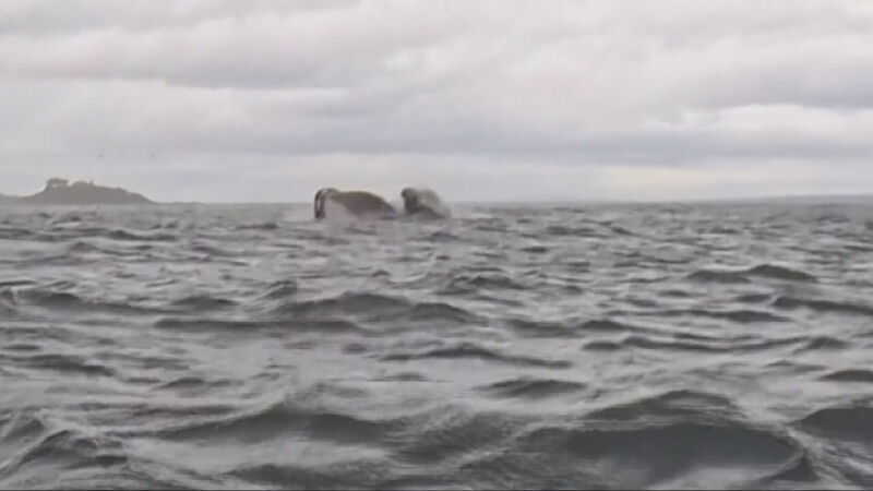 Habla el hombre engullido por una ballena: "Pensé que me había comido"