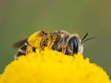 Una abeja liba sobre una botonera (Santolina rosmarinifolia) transportando centenares de granos de polen de una flor a otra. EFE/ Annaïs Pascual Una abeja liba sobre una botonera (Santolina rosmarinifolia) transportando centenares de granos de polen de una flor a otra. EFE/ Annaïs Pascual