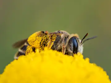 Una abeja liba sobre una botonera (Santolina rosmarinifolia) transportando centenares de granos de polen de una flor a otra. EFE/ Annaïs Pascual Una abeja liba sobre una botonera (Santolina rosmarinifolia) transportando centenares de granos de polen de una flor a otra. EFE/ Annaïs Pascual