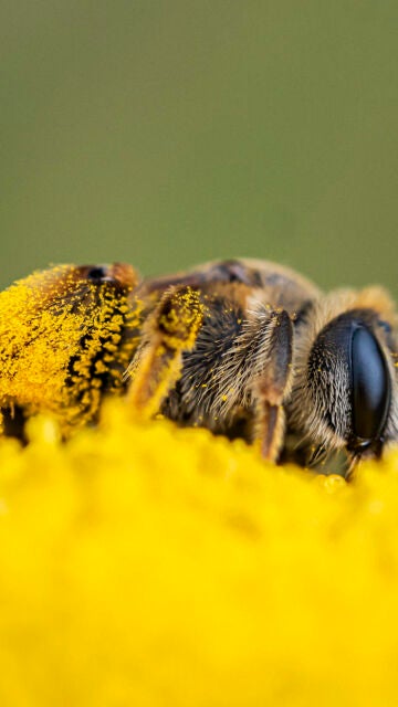 Una abeja liba sobre una botonera (Santolina rosmarinifolia) transportando centenares de granos de polen de una flor a otra. EFE/ Anna&iuml;s Pascual