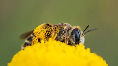Una abeja liba sobre una botonera (Santolina rosmarinifolia) transportando centenares de granos de polen de una flor a otra. EFE/ Annaïs Pascual Una abeja liba sobre una botonera (Santolina rosmarinifolia) transportando centenares de granos de polen de una flor a otra. EFE/ Annaïs Pascual