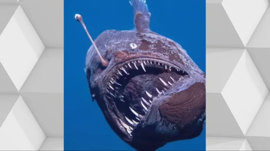 El pez diablo ya se exhibe en el Museo de Ciencias Naturales de Tenerife El pez diablo ya se exhibe en el Museo de Ciencias Naturales de Tenerife