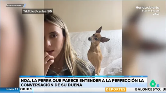 Así es Noa, la perra que entiende a la perfección la conversación que tiene su dueña Así es Noa, la perra que entiende a la perfección la conversación que tiene su dueña