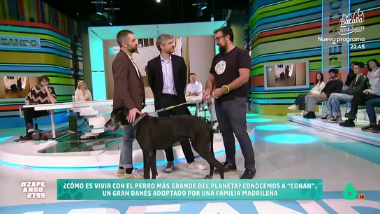 ¿Cómo es convivir con una de las razas de perro más grandes del planeta?: "Te quita tu sitio en el sofá" Conan es un gran danés que fue adoptado hace ocho años por una familia de Segovia. El perro visita Zapeando con Carlos, su dueño, para hablar sobre cómo es su vida con su mascota.