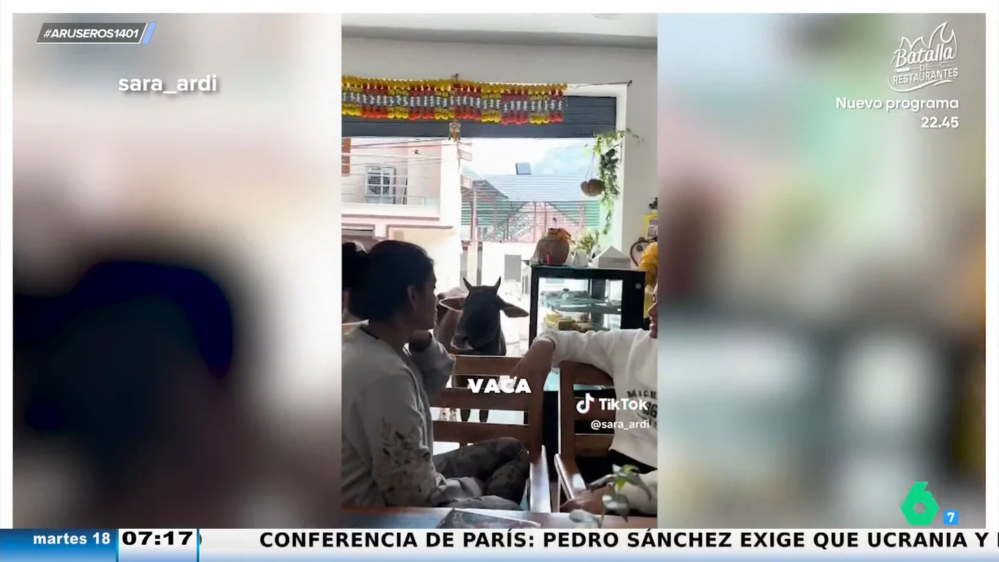 Una española que vive en la India muestra cómo son las cafeterías: "Estas dos chicas se han sentado... bueno, ahora está viniendo una vaca" Una española que vive en la India muestra cómo son las cafeterías: "Estas dos chicas se han sentado... bueno, ahora está viniendo una vaca"