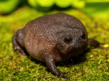 Rana negra de lluvia africana Rana negra de lluvia africana
