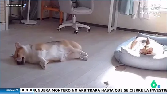 De siesta en siesta y tiro porque me toca: el divertido viral del perro dormilón que arrasa en redes De siesta en siesta y tiro porque me toca: el divertido viral del perro dormilón que arrasa en redes