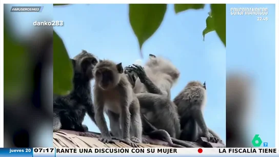 Un grupo de españoles en Bali son atracados por una "banda organizada" de monos: "Mira ese, echándose el desodorante en la boca" Un grupo de españoles en Bali son atracados por una "banda organizada" de monos: "Mira ese, echándose el desodorante en la boca"