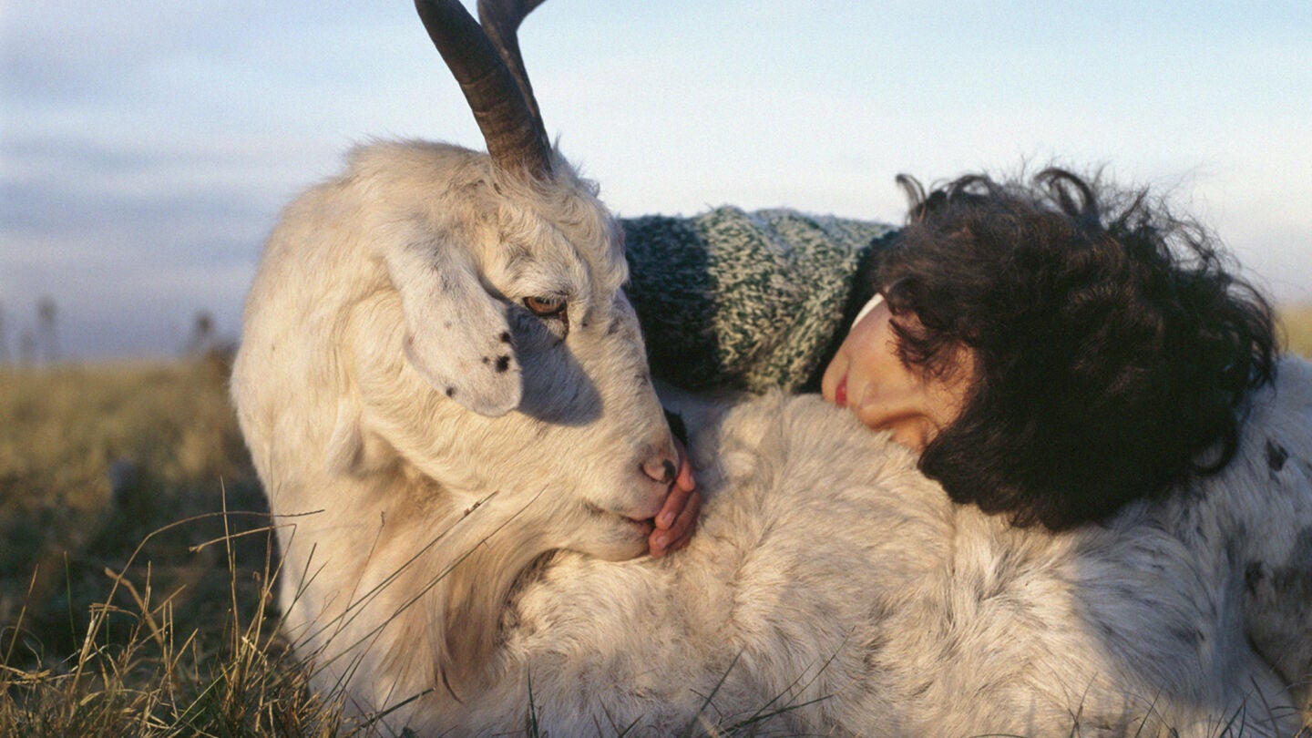 Detalle de la cubierta de 'El ataque de las cabras', de Laura Chivite