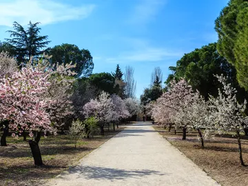 Almendros en flor en el parque Quinta de los Molinos de Madrid Almendros en flor en el parque Quinta de los Molinos de Madrid