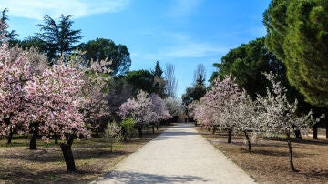 Almendros en flor en el parque Quinta de los Molinos de Madrid