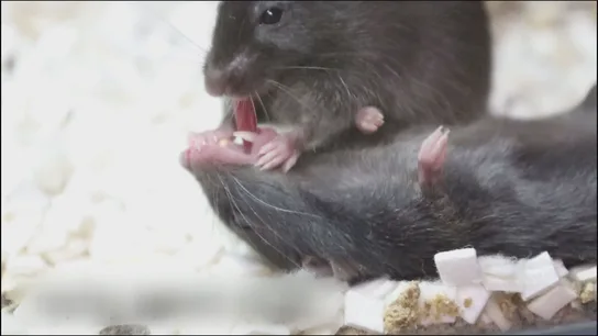 Ratones dan 'primeros auxilios' a compañeros inconsciente Ratones dan 'primeros auxilios' a compañeros inconsciente