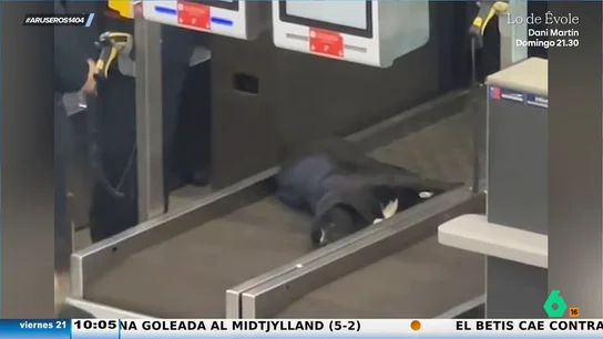 El divertido momento del personal del aeropuerto intentando bajar al perro tumbado en la cinta transportadora para pesaje de equipajes El divertido momento del personal del aeropuerto intentando bajar al perro tumbado en la cinta transportadora para pesaje de equipajes