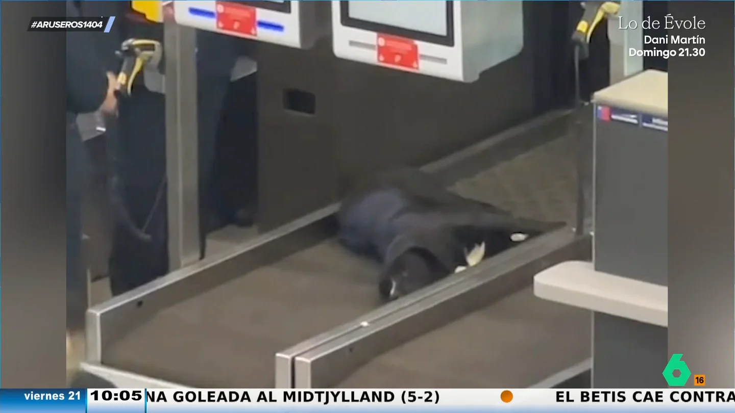 El divertido momento del personal del aeropuerto intentando bajar al perro tumbado en la cinta transportadora para pesaje de equipajes El divertido momento del personal del aeropuerto intentando bajar al perro tumbado en la cinta transportadora para pesaje de equipajes