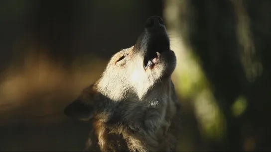 Una manada de lobos se escapa de un zoológico en Guillena (Sevilla) Una manada de lobos se escapa de un zoológico en Guillena (Sevilla)