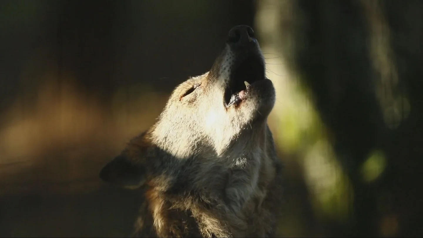 Una manada de lobos se escapa de un zoológico en Guillena (Sevilla) Una manada de lobos se escapa de un zoológico en Guillena (Sevilla)