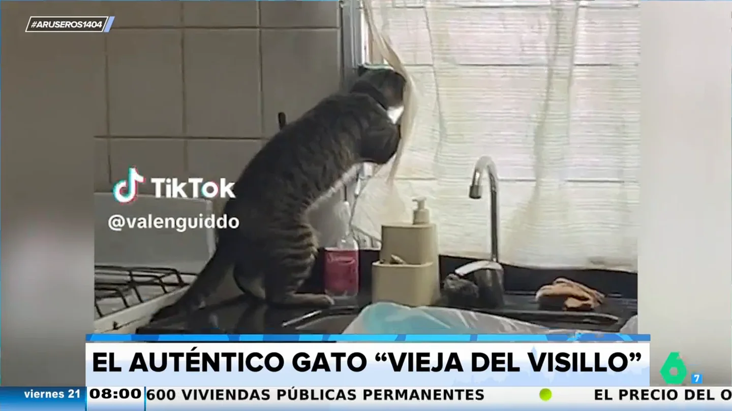 El auténtico "gato del visillo" que arrasa en redes: así retira la cortina y cotillea a sus vecinos El auténtico "gato del visillo" que arrasa en redes: así retira la cortina y cotillea a sus vecinos