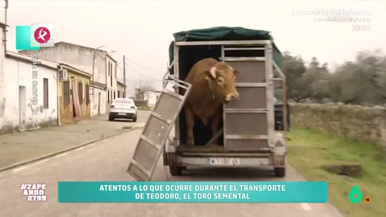 Así terminó el traslado de un toro semental a un nuevo corral: "Así me imagino lo de Puigdemont cuando llegó a España" Teodoro, que así se llama el animal, se escapa para 'visitar' a las vacas del vecino. Por ello su dueño ha decidido llevarlo a otro corral más alejado. No te pierdas cómo ha sido el traslado en el vídeo principal.