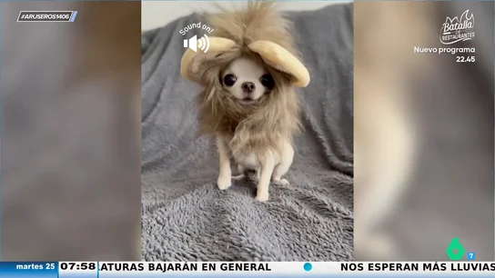 El adorable vídeo viral del chihuahua que pierde su disfraz de león: "Es como cuando los hombres nos afeitamos" El adorable vídeo viral del chihuahua que pierde su disfraz de león: "Es como cuando los hombres nos afeitamos"