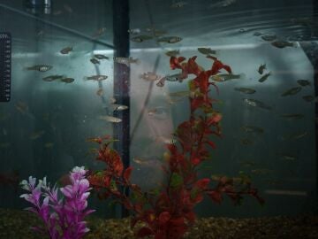 Macho de pez mosquito