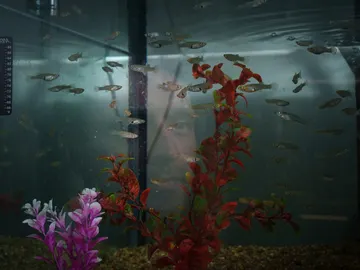 Macho de pez mosquito Macho de pez mosquito