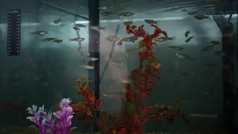 Macho de pez mosquito Macho de pez mosquito