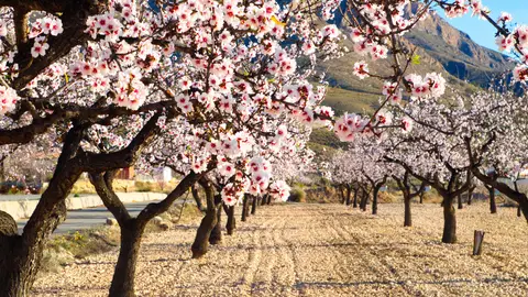 Almendros en flor en España Almendros en flor en España