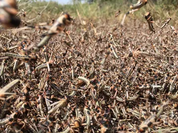 plaga de langostas plaga de langostas