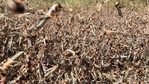 plaga de langostas plaga de langostas