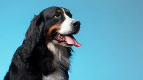 Perro Perro
