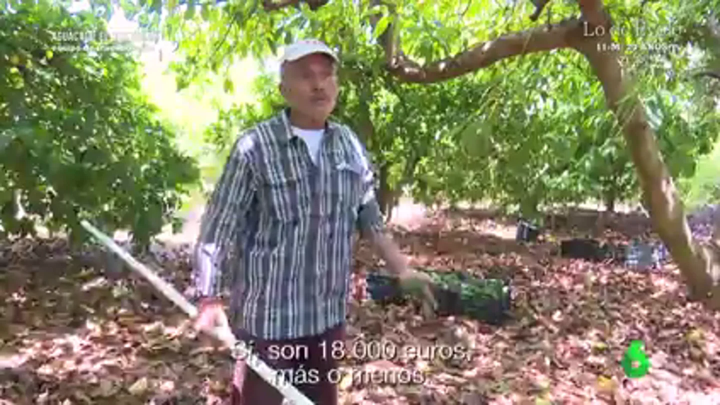 Un agricultor malagueño desvela cuánto puede llegar a facturar gracias al aguacate: "Sacamos cinco o seis toneladas y lo vendemos a tres euros el kilo" Un agricultor malagueño desvela cuánto puede llegar a facturar gracias al aguacate: "Sacamos cinco o seis toneladas y lo vendemos a tres euros el kilo"