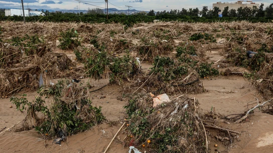 Un campo de naranjos en Algemesí tras el paso de la dana el 29 de octubre Un campo de naranjos en Algemesí tras el paso de la dana el 29 de octubre