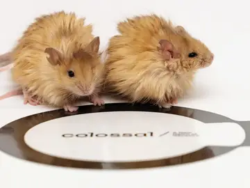 Ratones con pelo de mamut Ratones con pelo de mamut