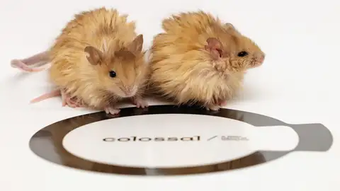 Ratones con pelo de mamut Ratones con pelo de mamut