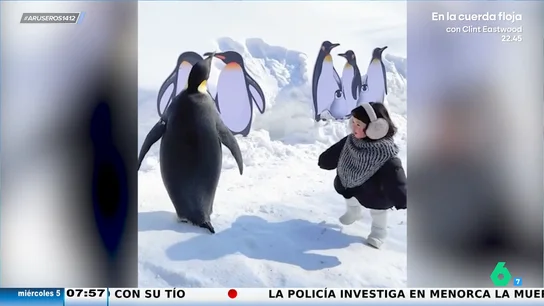 El divertido vídeo viral de la niña que se hace íntima amiga de los pingüinos: "La acogen correctamente hasta que le dan un manotazo" El divertido vídeo viral de la niña que se hace íntima amiga de los pingüinos: "La acogen correctamente hasta que le dan un manotazo"