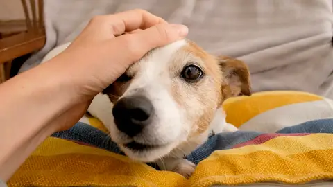 Perro recibiendo una caricia Perro recibiendo una caricia