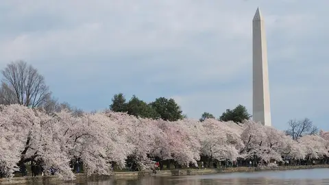 Cerezos en flor en Washington Cerezos en flor en Washington