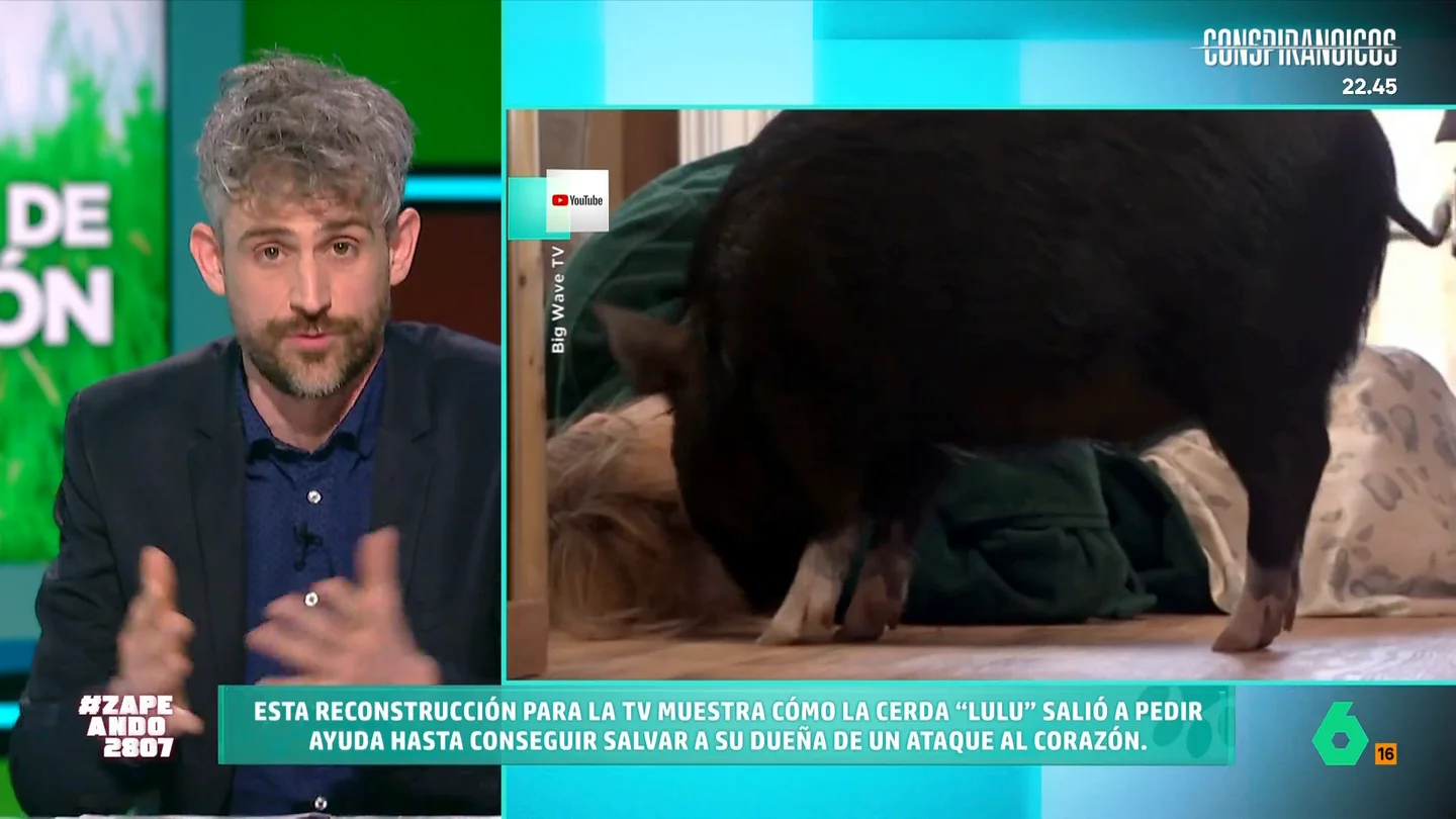Víctor Algra cuenta el caso de la cerdita Lulú: el animal salvó a su dueña de un ataque al corazón El veterinario explica que los cerdos "son animales muy infravalorados". Estos, como indica, "tienen una completísima gama de emociones y son muy inteligentes", lo que podría explicar la prodigiosa actuación de la cerdita.