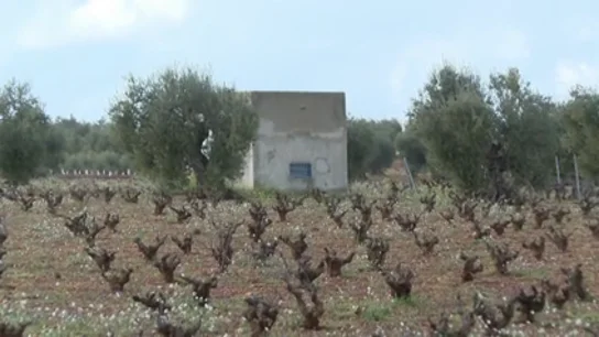 La consejera extremeña de Agricultura se beneficia de unas ayudas para su terreno familiar que ella misma creó La consejera extremeña de Agricultura se beneficia de unas ayudas para su terreno familiar que ella misma creó