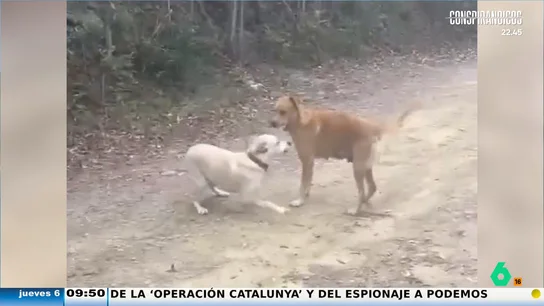 El emotivo momento en el que un perro se reencuentra con su madre tras haber sido separados cuando era un cachorro El emotivo momento en el que un perro se reencuentra con su madre tras haber sido separados cuando era un cachorro