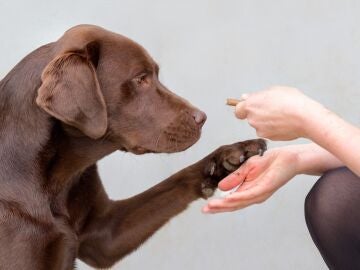 Labrador retriever de color chocolate