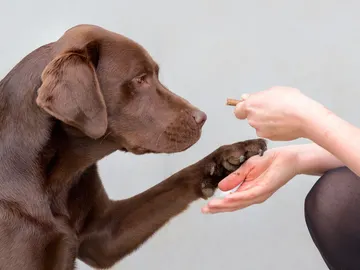 Labrador retriever de color chocolate Labrador retriever de color chocolate