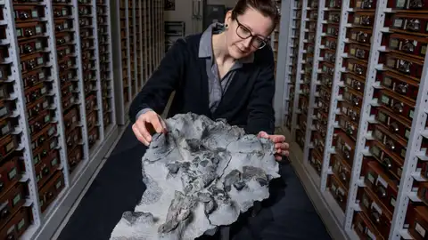 Fósil encontrado de un dinosaurio ornitópodo Fósil encontrado de un dinosaurio ornitópodo