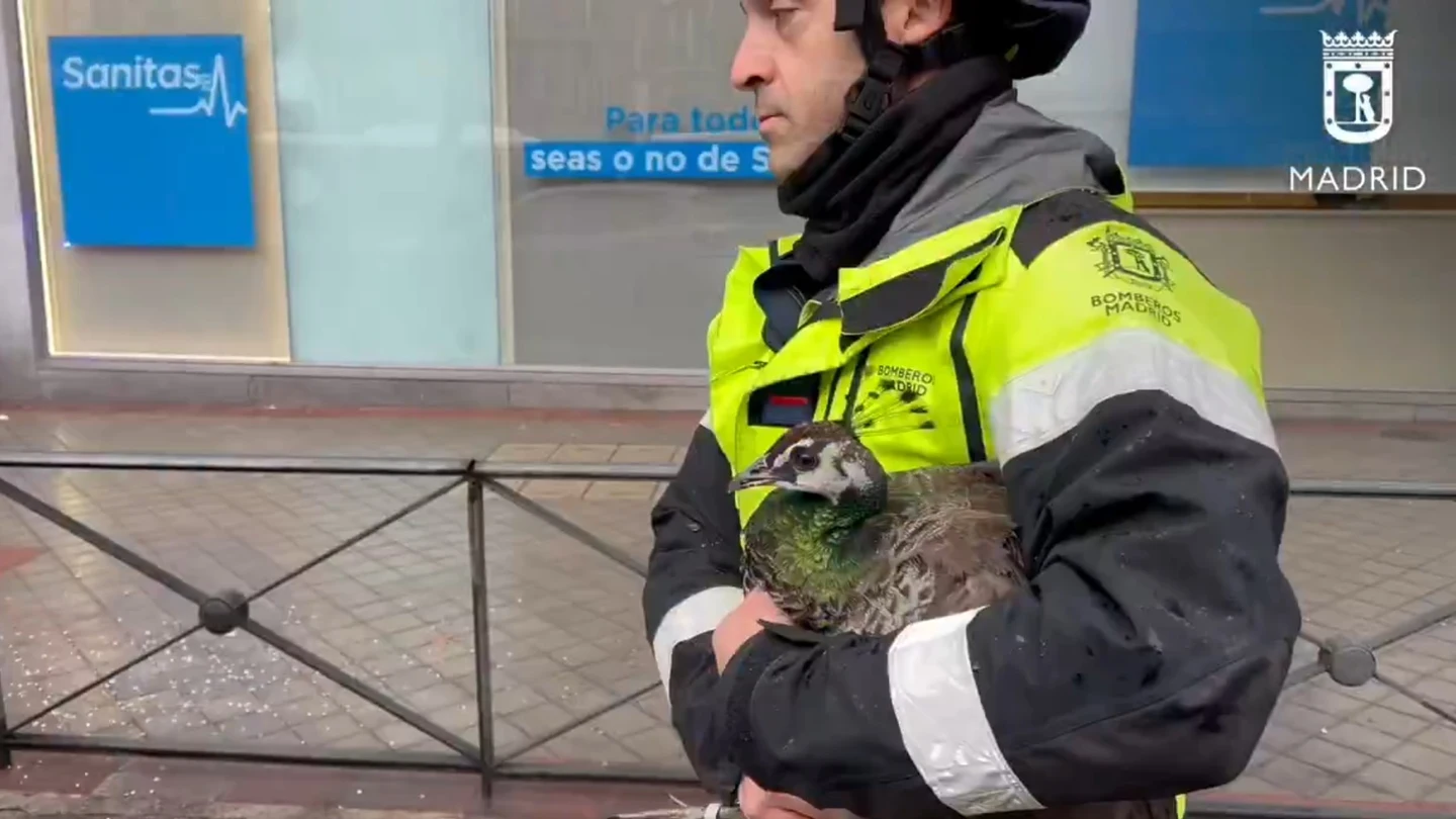 Rescatan una cría de pavo real en un segundo piso tras escaparse de un parque de Madrid Rescatanuna cría de pavo real en un segundo piso tras escaparse de un parque de Madrid