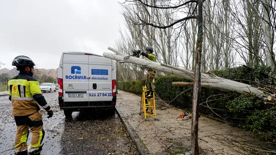 Los bomberos retiran un árbol caído sobre un vehículo a causa del viento en Ávila Los bomberos retiran un árbol caído sobre un vehículo a causa del viento en Ávila