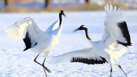 Grullas de Manchuria Grullas de Manchuria